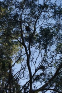 Koalas up the trees