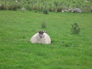 highland sheep
