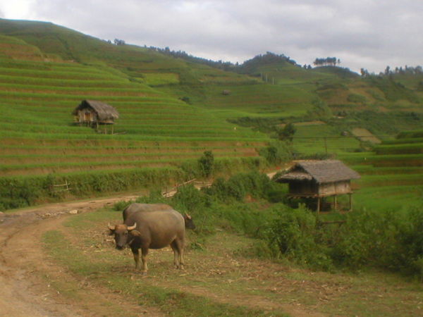 Ox and Huts