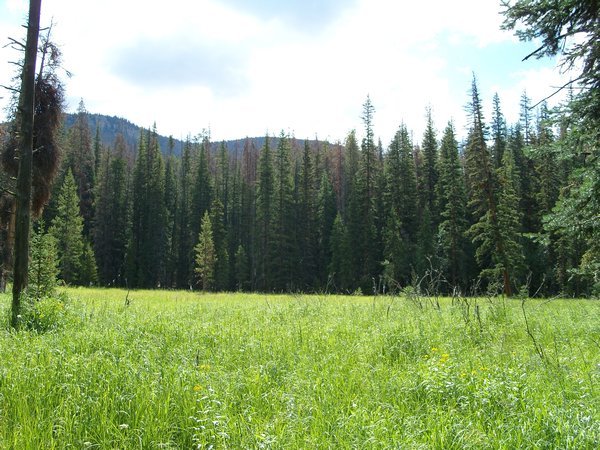 More meadow