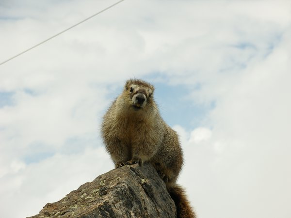 Marmot gatekeeper at the peak