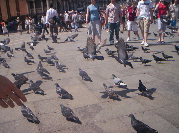 Pigeons.