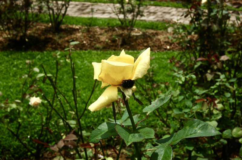 Seethawaka-Roses1.
