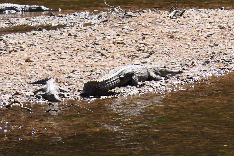 Fresh Water Crocodile enjoying the warmth.