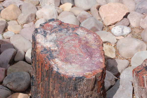 Petrified Log 