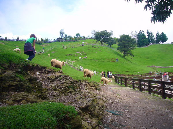 The Goats of Chingjing Farm 