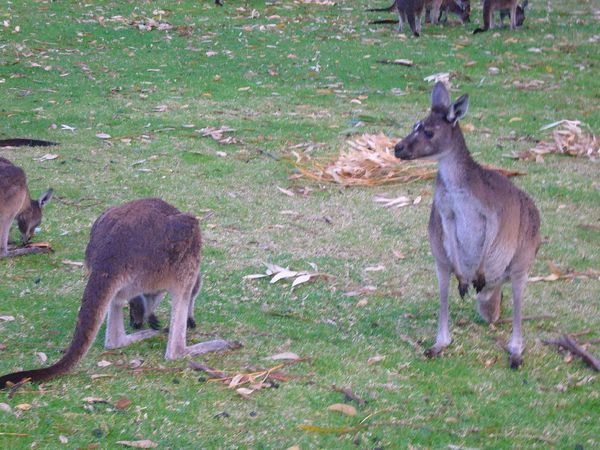 Yanchep- More Kangaroos