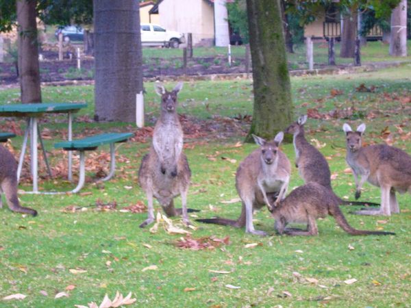 Yanchep- Kangaroos Looking