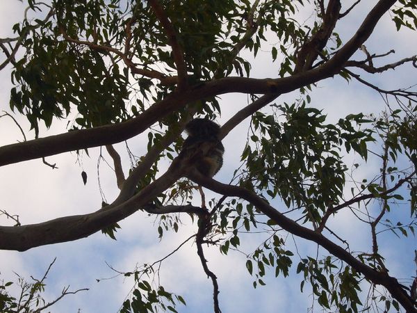 Yanchep- Koala Way Up in Tree