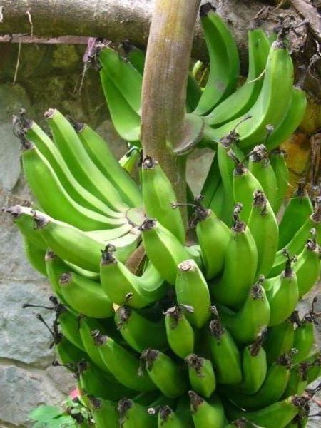 Bananas in someone´s garden