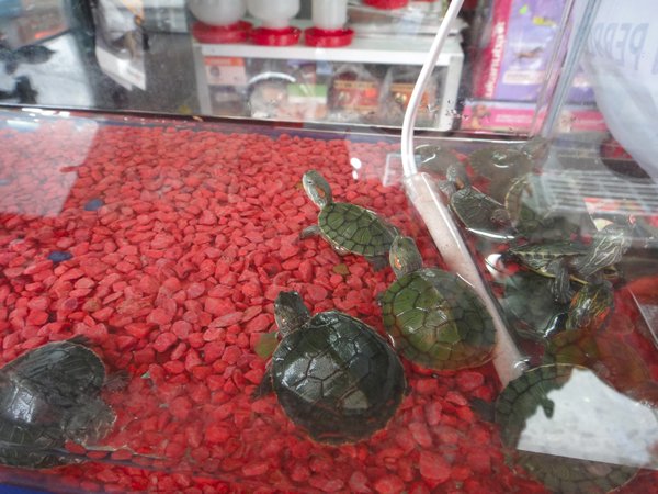 pet turtles