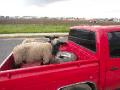 sheep in pickup