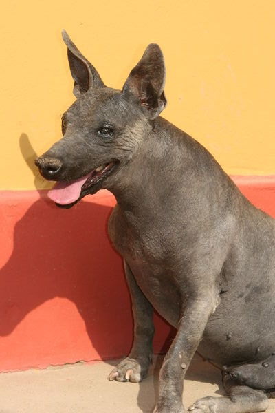 Ode to Peruvian hairless dog