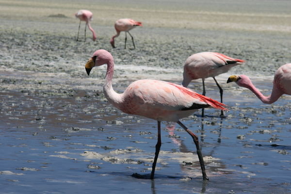 flamingos on a salt flat?