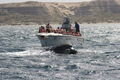 whale watching in penisula valdes