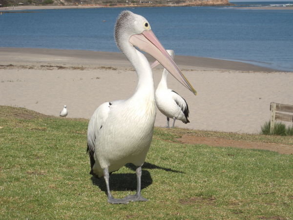 Kalbarri's finest pelicans
