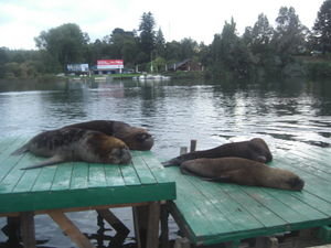 Sealoins taking a chill in Valdivia, Chile