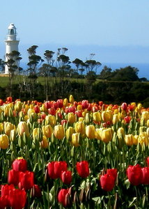 Tulips at Table Cape