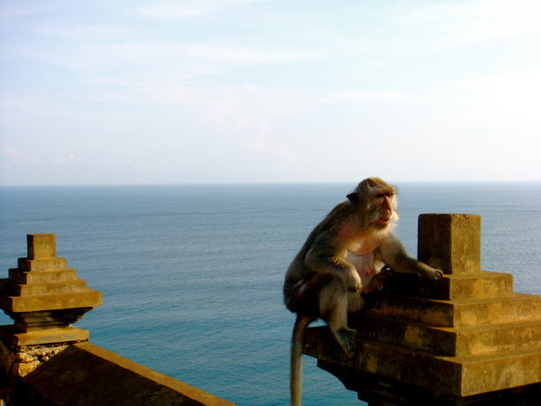 Monkey Business at Uluwatu Temple