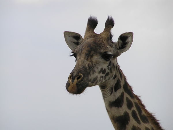 Giraffes are SO cute!