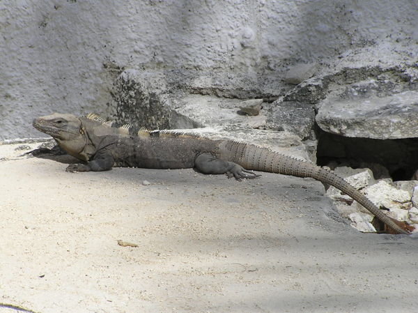 The hostel´s pet iguana