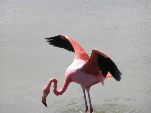Greater Pink Flamingos