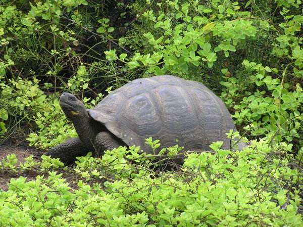 Giant galapagos tortoise