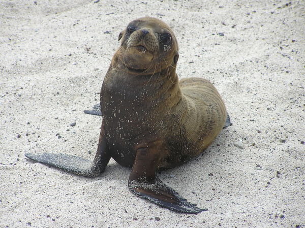 Another gorgeous sea lion