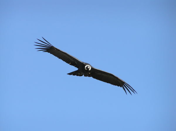 A condor of Colca Canyon