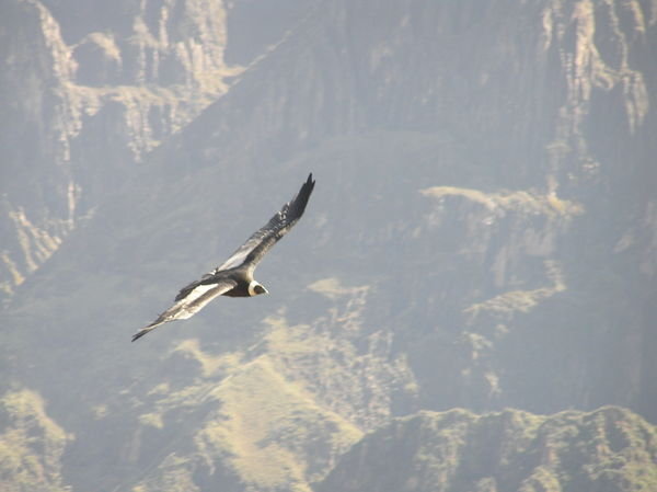 Majestic condors - sometimes they flew right over us