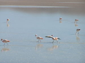 Flamingos aplenty in the lagoons