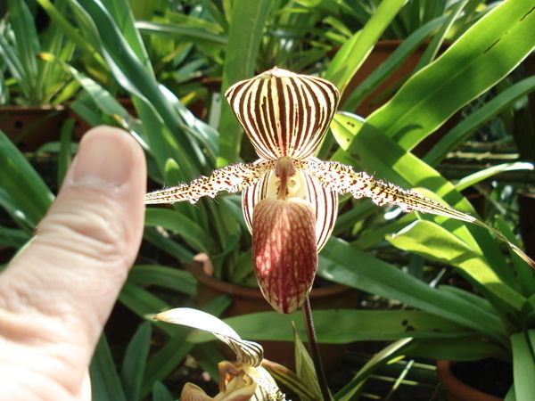 BKI 07: DAY 2 Native Orchid Center