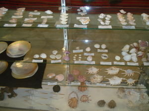 BOR: Sea Shell Collectable Item
