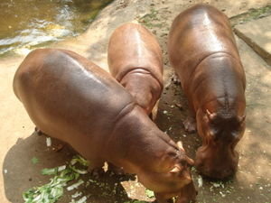 CNX TCK HGN: Day 5 Chiang Mai Zoo