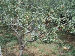 SUB: Day 4, Apple Trees at Selecta