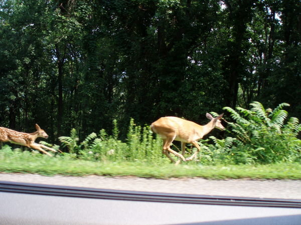 Deer by the Roadside in the Apalachians