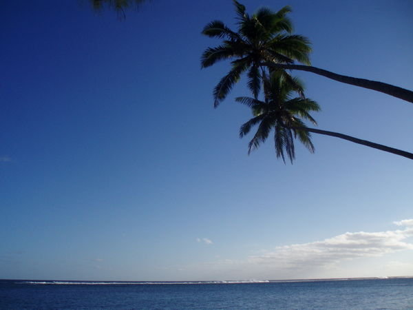Cook Island Palms