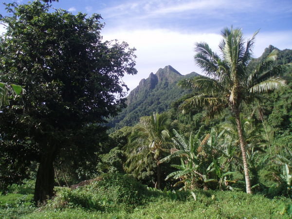 Tropical Jungle In Cook Islands