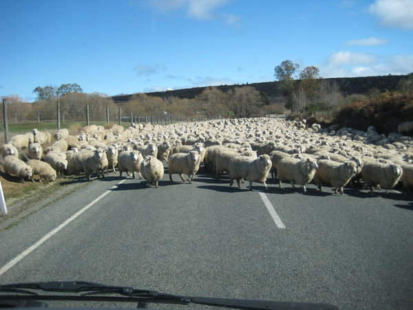 Sheep invading the road
