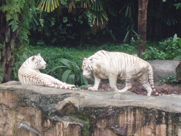 White Tigers at the Zoo