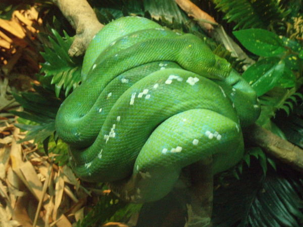 Green Python at the Zoo