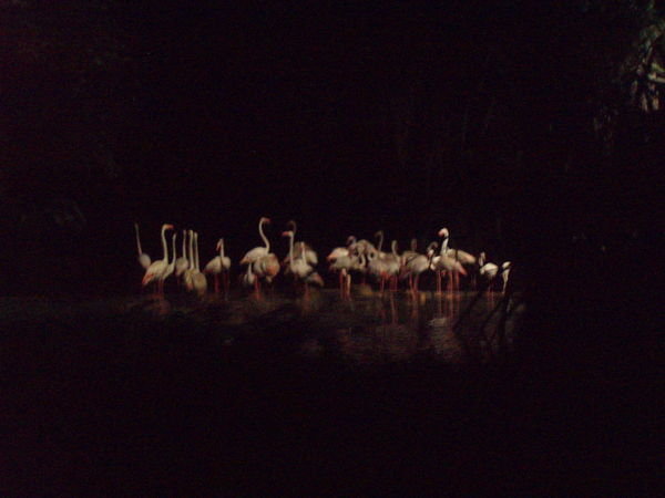 Pink Flamingoes On the Night Safari