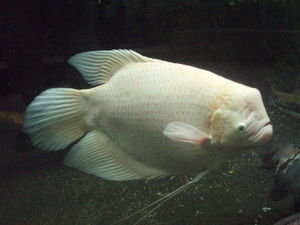 Grumpy Fish at the Zoo