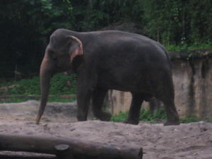 Gorgeous Elephant at the Zoo
