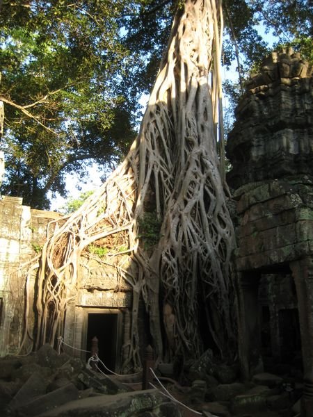 Tree's Versus Stone at Angkor