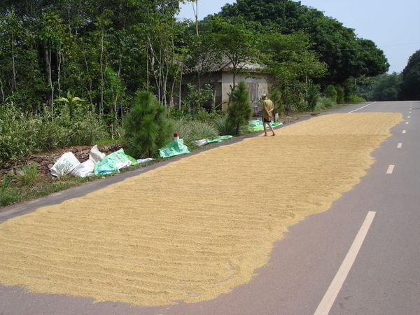 Rice Being Dried On Road