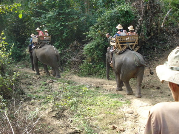 Through the Forests With the Elephant