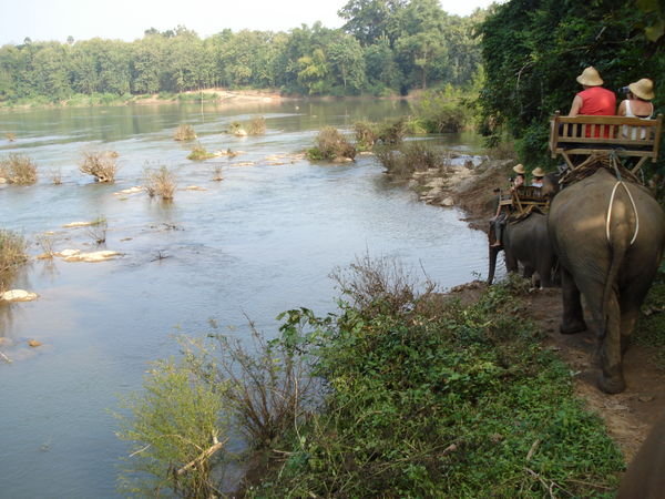 Taking the Elephants For a Drink in The Mekong
