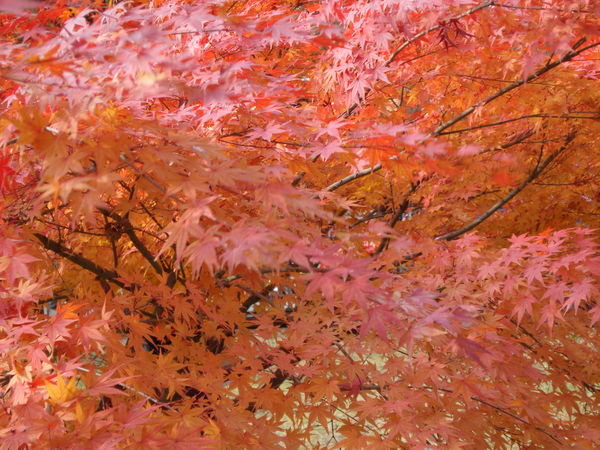 Autumn Leaves In Kyoto