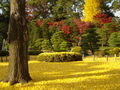 Gorgeous Autumnal Shades of Beautiful Kyoto